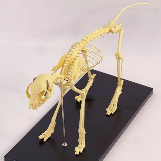 Cat Skeleton, Pet Orthopedic Equipment, Cat Bone Specimen 